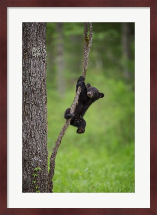 Framed Black Bear Cub Playing On A Tree Limb Print