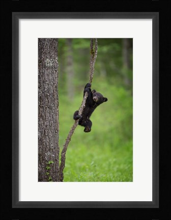 Framed Black Bear Cub Playing On A Tree Limb Print