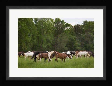 Framed Herd Of Horses In Cade's Cove Pasture Print