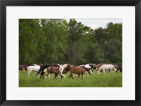 Framed Herd Of Horses In Cade&#39;s Cove Pasture Print