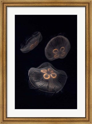 Framed Three Moon Jellyfish In Aquarium Print