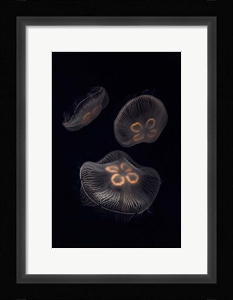 Framed Three Moon Jellyfish In Aquarium Print