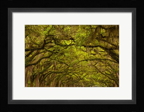 Framed Oaks Covered In Spanish Moss, Savannah, Georgia Print