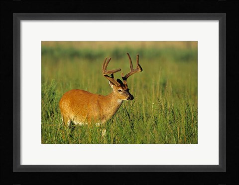 Framed White-Tailed Deer, Tennessee Print