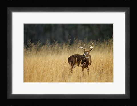 Framed White-Tailed Deer A In Field Of Tennessee Print