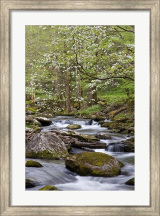 Framed Dogwood Trees Above The Middle Prong Of Little River Print