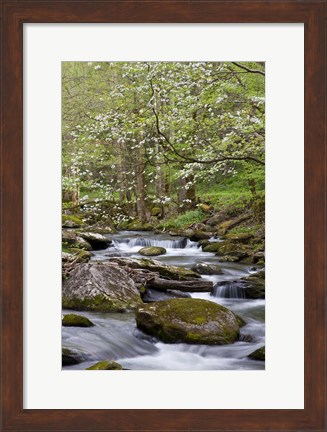 Framed Dogwood Trees Above The Middle Prong Of Little River Print