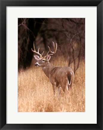 Framed White Tailed Deer Stays On Alert Print