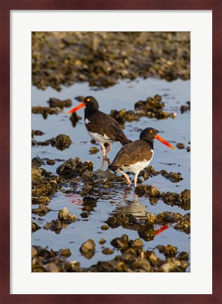 Framed American Oystercatcher Pair On An Oyster Reef Print