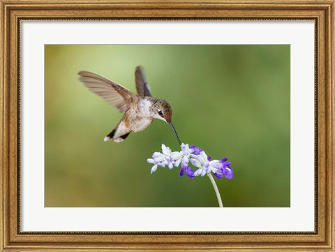 Framed Black-Chinned Hummingbird Feeding Print