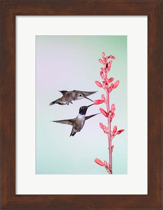 Framed Two Black-Chinned Hummingbirds Feeding Print