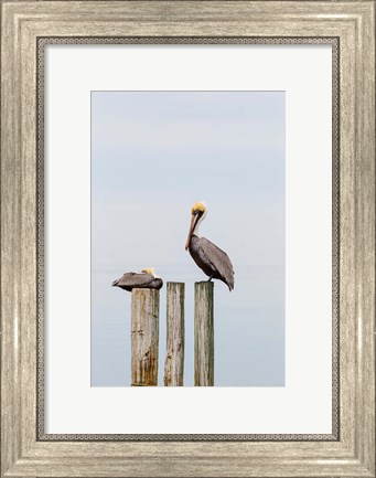 Framed Brown Pelicans Resting On Piling Print