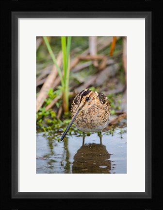 Framed Common Snipe Adult Feeding In Marsh Print
