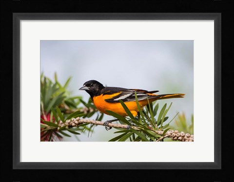 Framed Baltimore Oriole Perched Print
