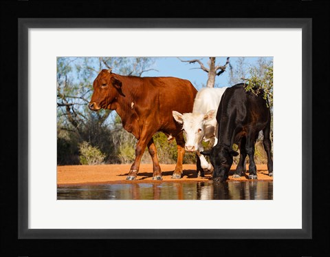 Framed Cattle Drinking Print