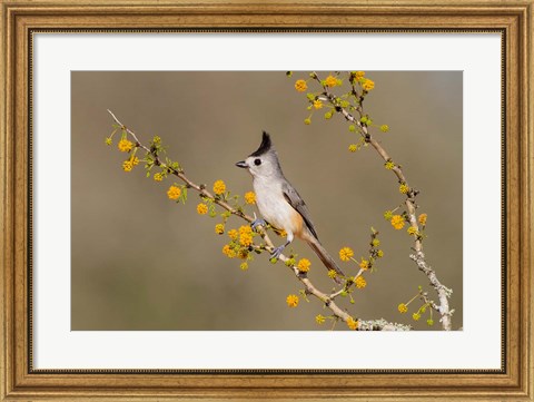 Framed Black-Crested Titmouse Perched In A Huisache Tree Print
