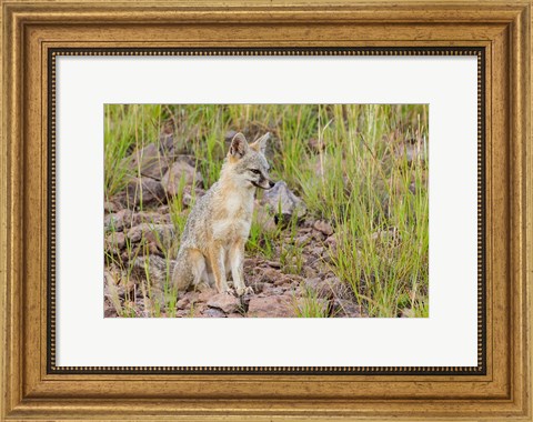 Framed Gray Fox On A Hillside Print