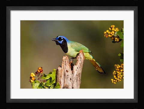 Framed Green Jay Perched Print