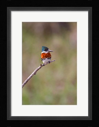 Framed Green Kingfisher On A Hunting Perch Print