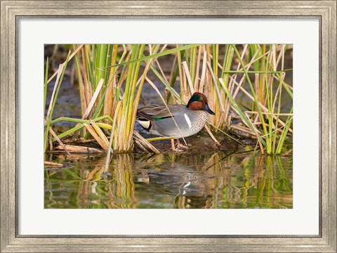 Framed Green-Winged Teal Resting In Cattails Print