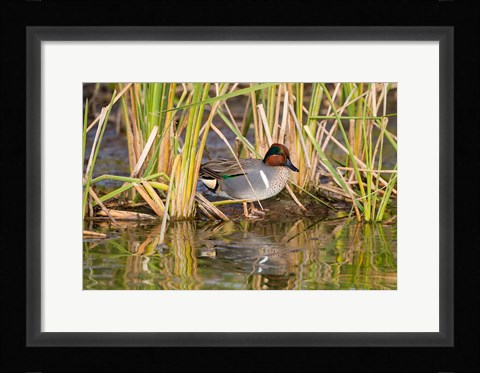 Framed Green-Winged Teal Resting In Cattails Print