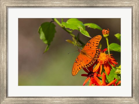 Framed Gulf Fritillary Butterfly On Flowers Print