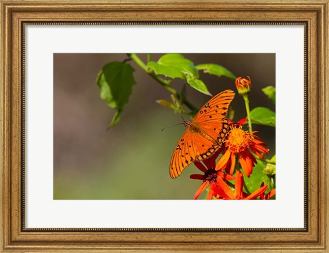 Framed Gulf Fritillary Butterfly On Flowers Print