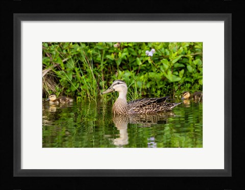Framed Mottled Duck Hen And Young Feeding Print
