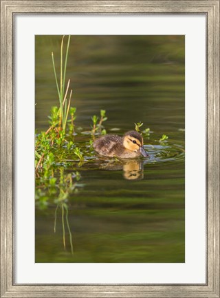 Framed Mottled Duckling In A Pond Print