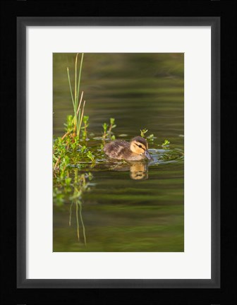 Framed Mottled Duckling In A Pond Print
