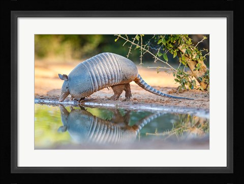Framed Nine-Banded Armadillo Drinking Print