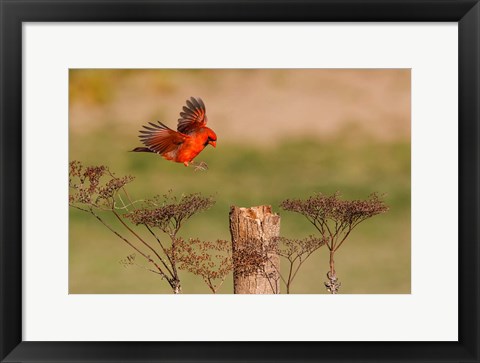 Framed Northern Cardinal Landing On A Perch Print