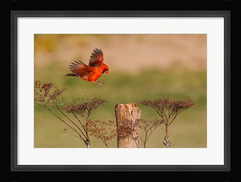 Framed Northern Cardinal Landing On A Perch Print
