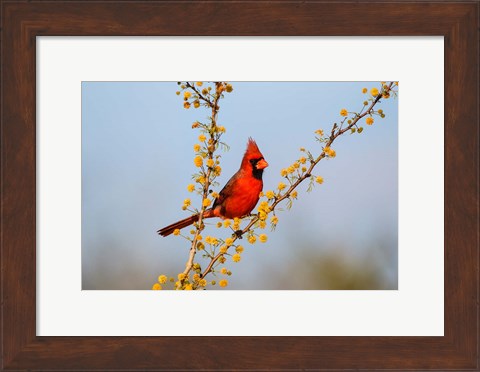 Framed Northern Cardinal Perched In A Blooming Huisache Tree Print