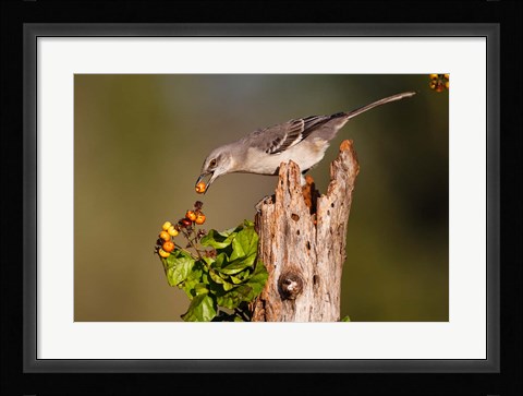 Framed Northern Mockingbird Feeding On Anaqua Berries Print