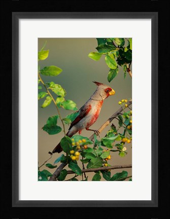 Framed Pyrrhuloxia In An Anacua Tree Print