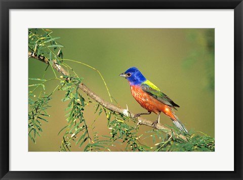 Framed Painted Bunting Perched Print