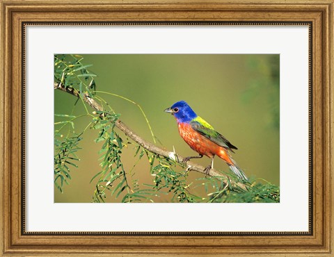 Framed Painted Bunting Perched Print