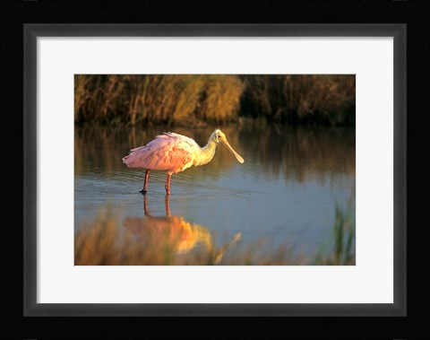 Framed Roseate Spoonbill, South Padre Island, Texas Print