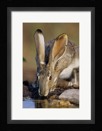 Framed Black-Tailed Jack Rabbit Drinking Print