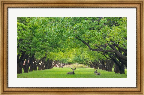 Framed Deer Resting In A Sylvan Orchard Print