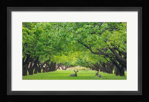 Framed Deer Resting In A Sylvan Orchard Print