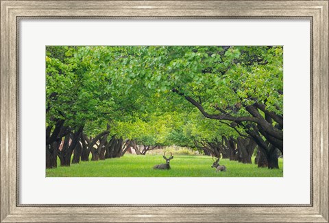 Framed Deer Resting In A Sylvan Orchard Print