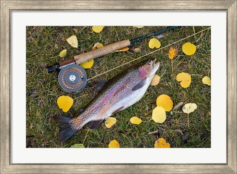 Framed Rainbow Trout And Fly Rod Print