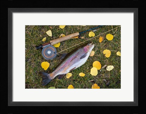 Framed Rainbow Trout And Fly Rod Print