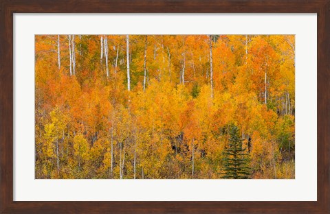 Framed Autumn Forest Landscape Of The Manti-La Sal National Forest, Utah Print