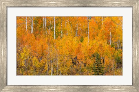 Framed Autumn Forest Landscape Of The Manti-La Sal National Forest, Utah Print