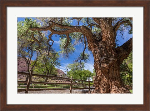 Framed Old Cottonwood Tree And Fence Print