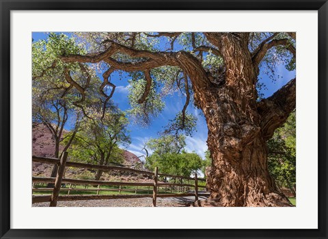 Framed Old Cottonwood Tree And Fence Print