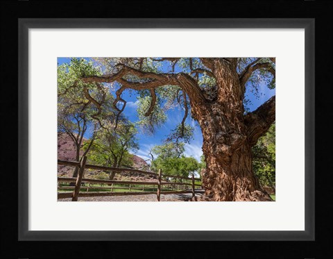 Framed Old Cottonwood Tree And Fence Print
